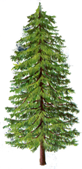 Albero_Larice
